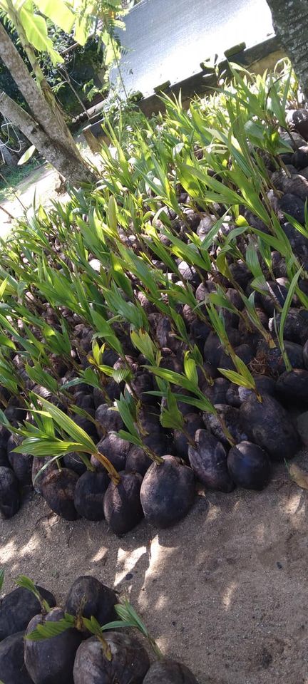 252289106_1309906579440049_4502072395431076637_n