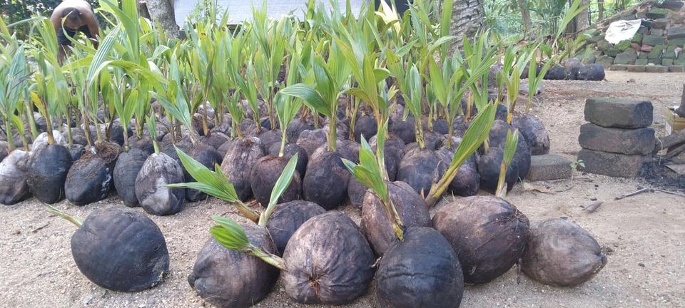 252343491_1309906822773358_5869304604838067458_n