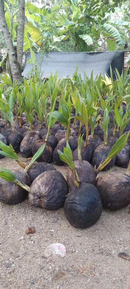 252846961_1309906676106706_8316982160054335929_n