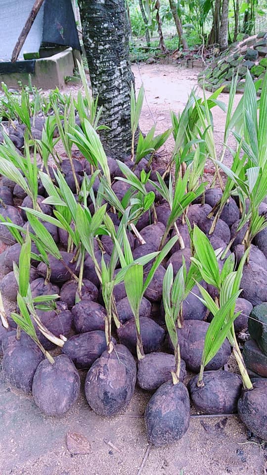 254991761_1315808415516532_5213534738229674350_n